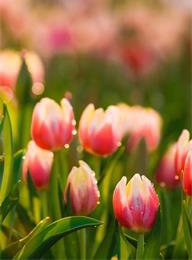 welcome大发系统-追求康健,你我一起生长