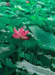 welcome大发系统-追求康健,你我一起生长