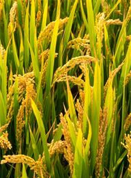 welcome大发系统-追求康健,你我一起生长