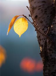 welcome大发系统-追求康健,你我一起生长