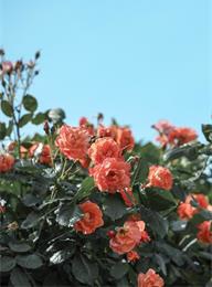 welcome大发系统-追求康健,你我一起生长