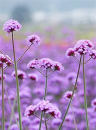 welcome大发系统-追求康健,你我一起生长