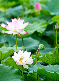 welcome大发系统-追求康健,你我一起生长