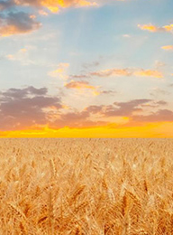 welcome大发系统-追求康健,你我一起生长